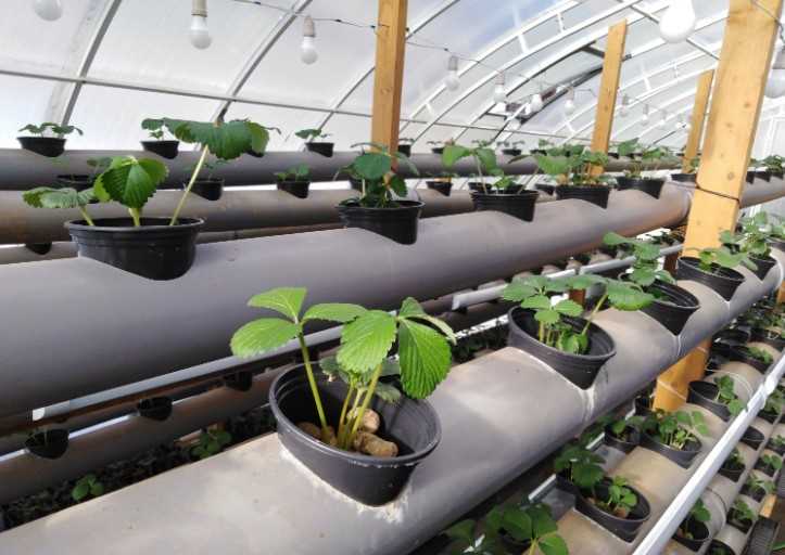 Основные принципы выращивания растений